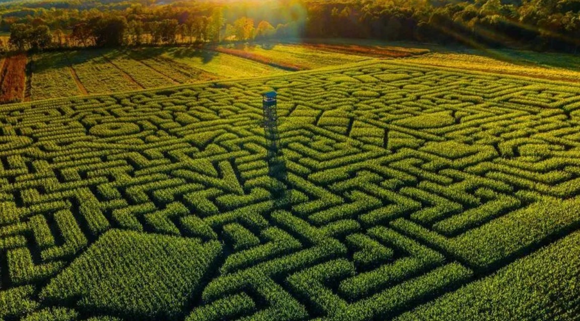 A corn maze at Mazezilla Corn Maze in Northampton County.