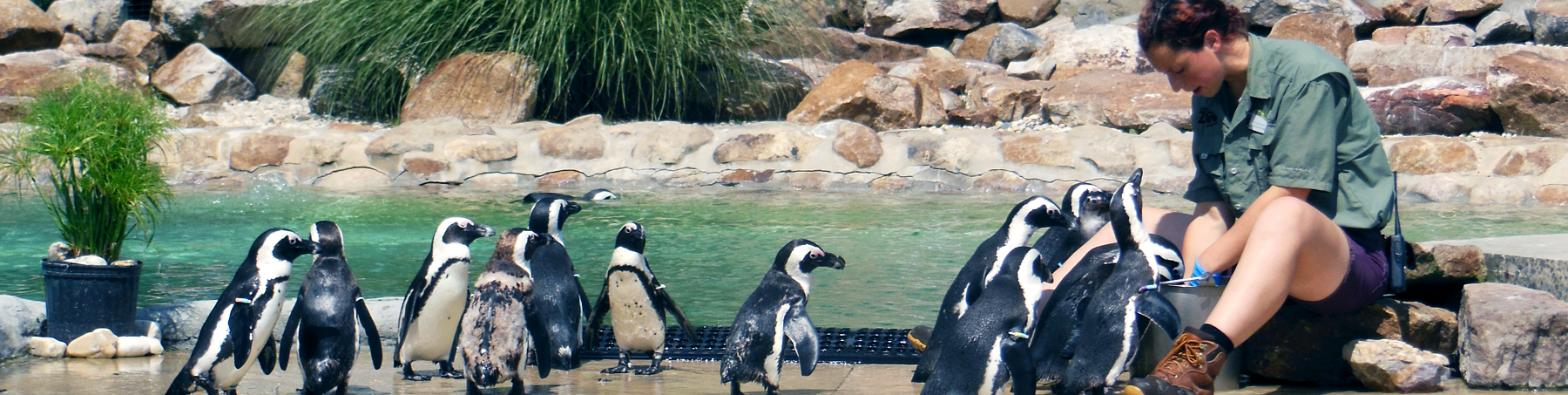 A Lehigh Valley Zoo worker feeding penguins.