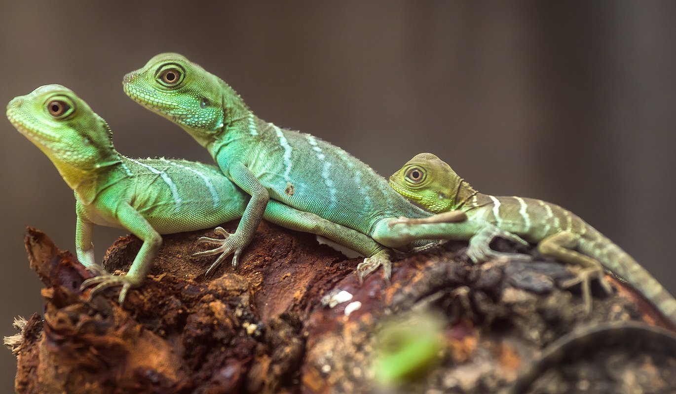 Lizards from Clyde Peeling's Reptiland in Union County.