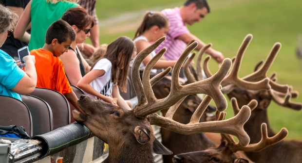 A group of children feeding moose.